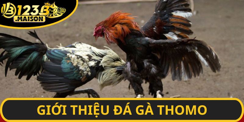 Đá gà Thomo - Nền tảng uy tín hàng đầu Đông Nam Á