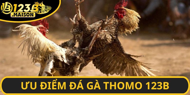 Những trận chọi gà chất lượng cao được nhà cái hỗ trợ